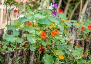 Une sorte de fleur annuelle : la capucine