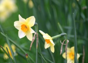 Une sorte de fleur annuelle : la jonquille