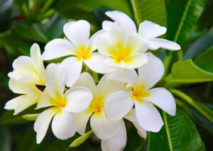 La Fleur de Tiaré : une plante majestueuse qui se distingue dans le monde entier