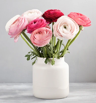 Fleurs roses Fleurs roses